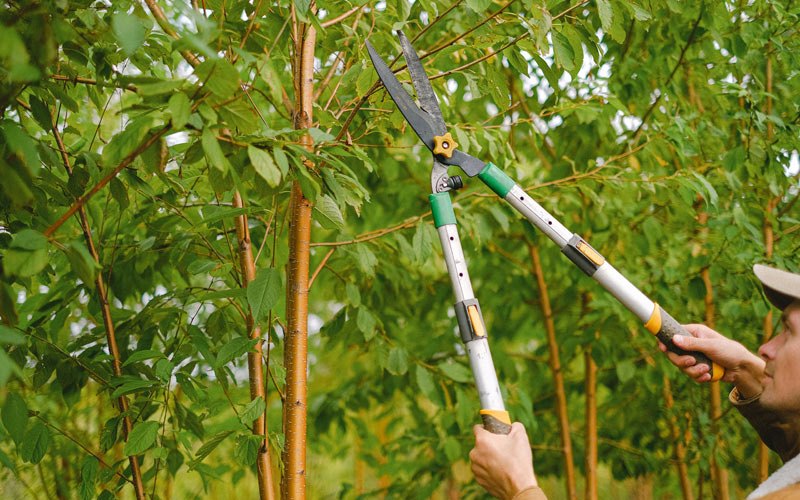 Tree trimming in Johnsonburg, NJ
